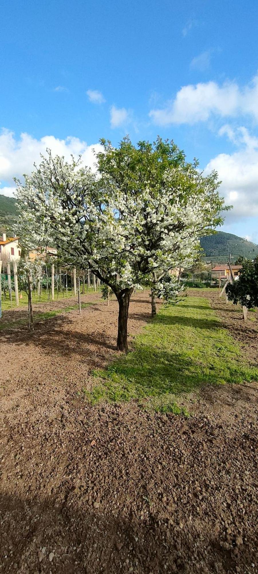 La Tenuta Di Eva Pisa Exterior foto